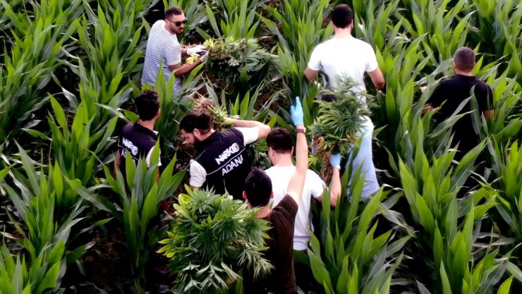 Para karşılığı mısır tarlasında Hint keneviri yetiştirmiş