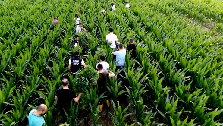 Para karşılığı mısır tarlasında Hint keneviri yetiştirmiş