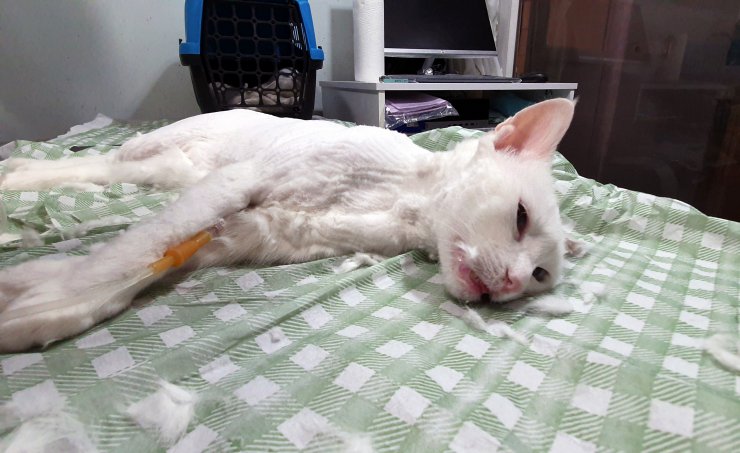 Sahile vuran balon balıklarını yiyen 11 kedi zehirlendi