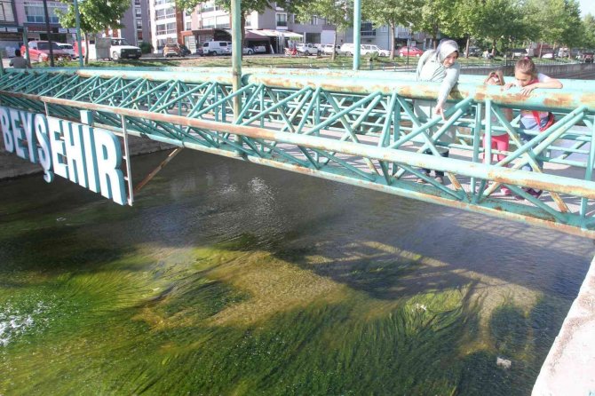 Vatandaşlar kanal kenarında film izler gibi tatlı su yılanı izliyor