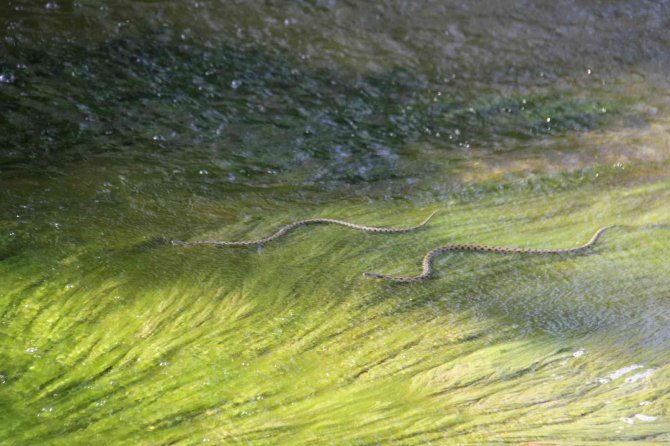 Vatandaşlar kanal kenarında film izler gibi tatlı su yılanı izliyor