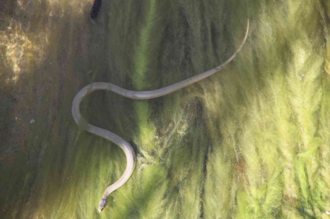 Vatandaşlar kanal kenarında film izler gibi tatlı su yılanı izliyor