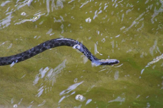 Vatandaşlar kanal kenarında film izler gibi tatlı su yılanı izliyor