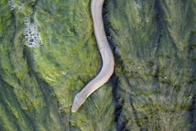 Vatandaşlar kanal kenarında film izler gibi tatlı su yılanı izliyor