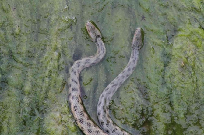 Vatandaşlar kanal kenarında film izler gibi tatlı su yılanı izliyor