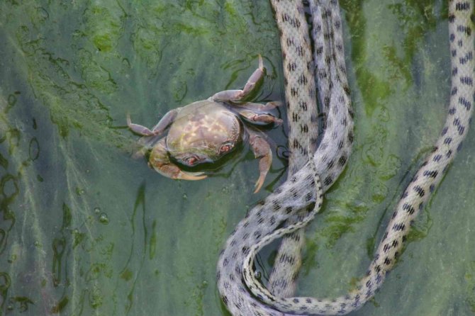 Vatandaşlar kanal kenarında film izler gibi tatlı su yılanı izliyor