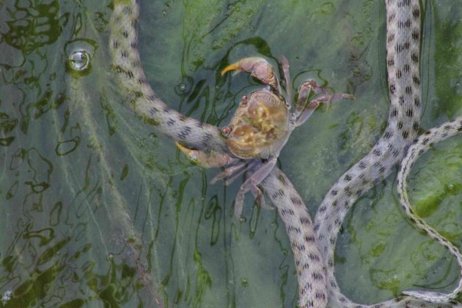 Vatandaşlar kanal kenarında film izler gibi tatlı su yılanı izliyor