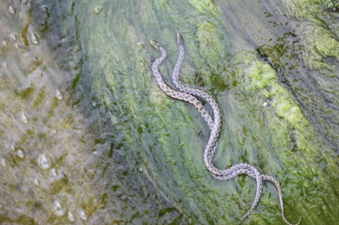 Vatandaşlar kanal kenarında film izler gibi tatlı su yılanı izliyor