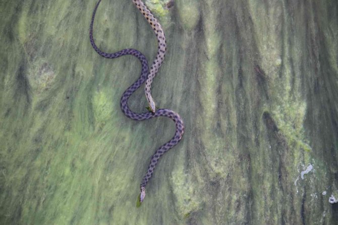 Vatandaşlar kanal kenarında film izler gibi tatlı su yılanı izliyor