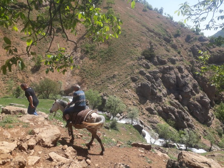 Ayı saldırısında yaralandı, at sırtında ambulansa kadar götürüldü