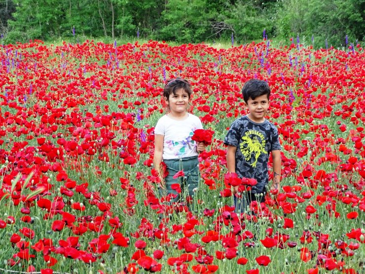 Çocuklarla gelincik güzelliği