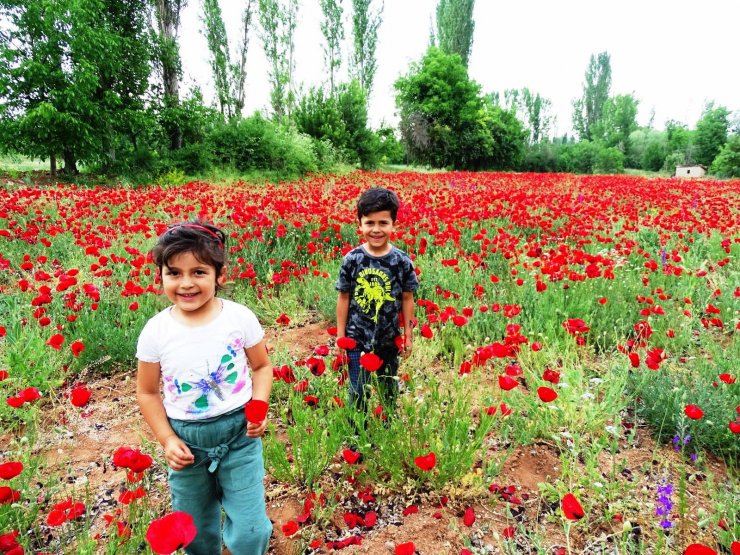 Çocuklarla gelincik güzelliği