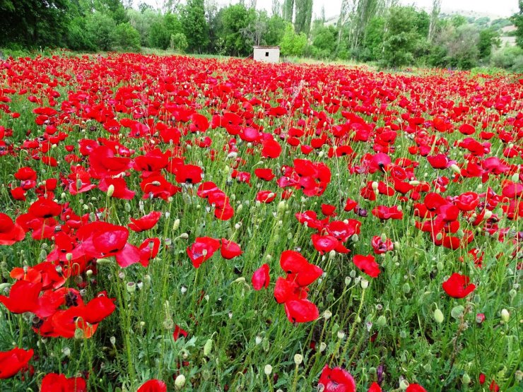 Çocuklarla gelincik güzelliği