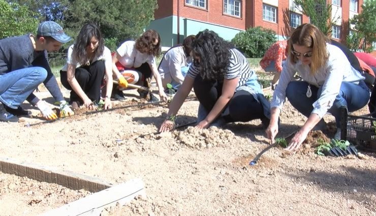 Hacettepe'de ata tohumları toprakla buluştu