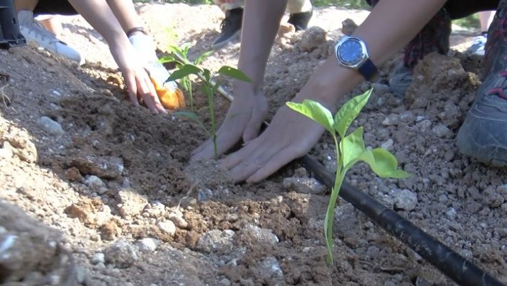 Hacettepe'de ata tohumları toprakla buluştu