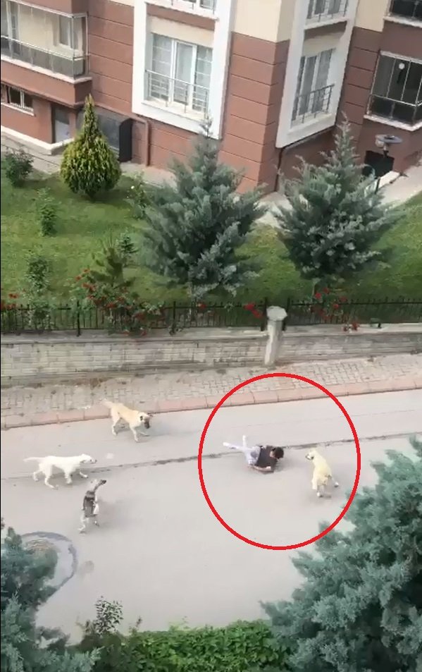 Sokak köpekleri ortaokul öğrencisine saldırdı