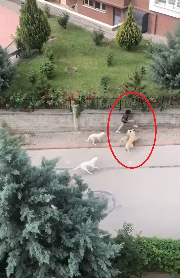 Sokak köpekleri ortaokul öğrencisine saldırdı