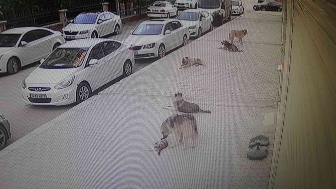 5 köpek kediyi parçalayarak öldürdü