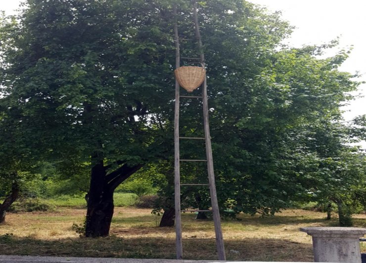 Ağaca dayadığı merdivenin basamağı kırılınca düşüp öldü 