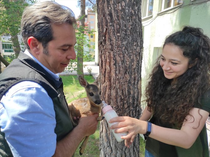 Ormancıların bitkin halde bulduğu yavru karaca beslenip doğaya salındı