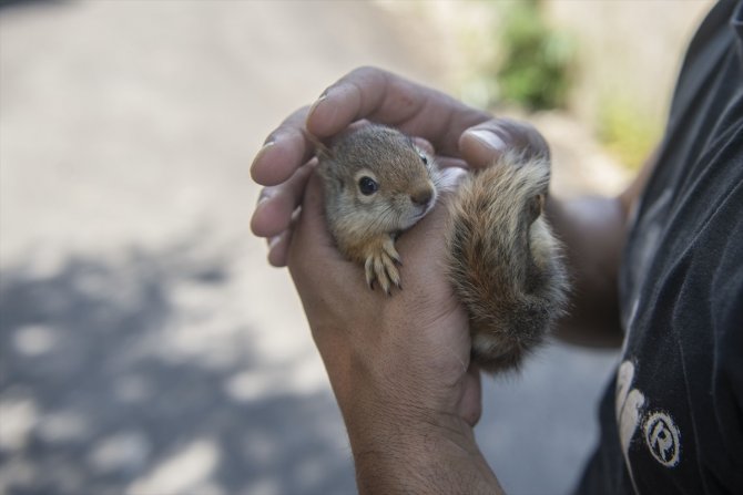 Bakımı tamamlanan 2 sincap doğaya salındı