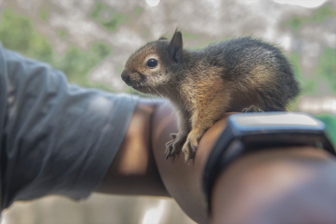Bakımı tamamlanan 2 sincap doğaya salındı