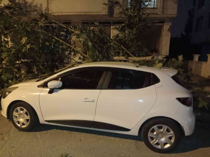 Otomobilin üzerine ağaç dalı devrildi