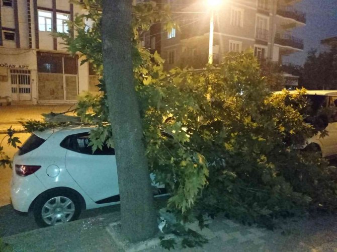 Otomobilin üzerine ağaç dalı devrildi