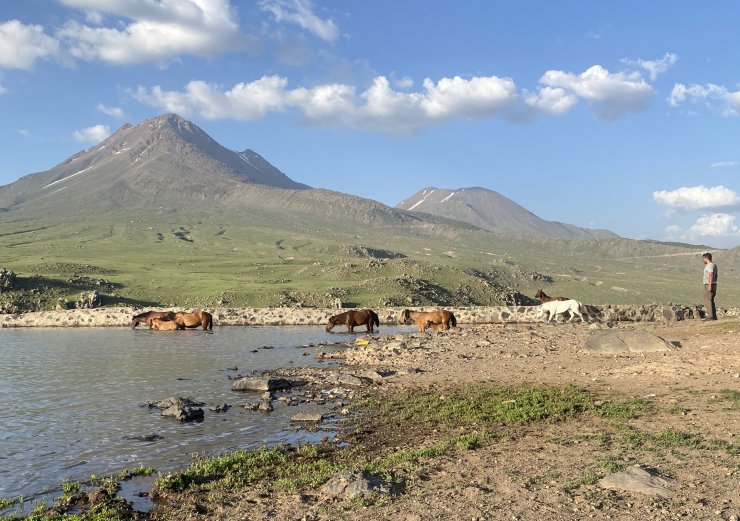 Yılkı atları, Hasan Dağı eteklerinde göle girip serinledi