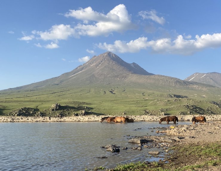 Yılkı atları, Hasan Dağı eteklerinde göle girip serinledi