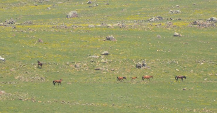 Yılkı atları, Hasan Dağı eteklerinde göle girip serinledi