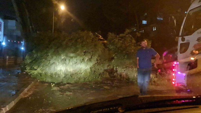 Ağaçlar, rüzgara dayanamadı