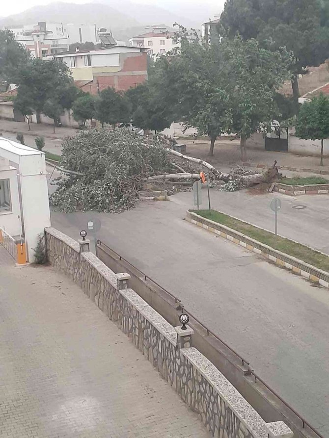 Ağaçlar, rüzgara dayanamadı