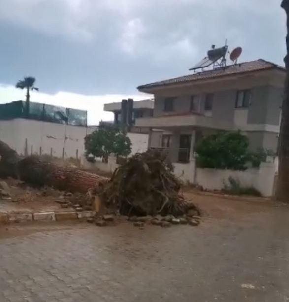 Ağaçlar, rüzgara dayanamadı