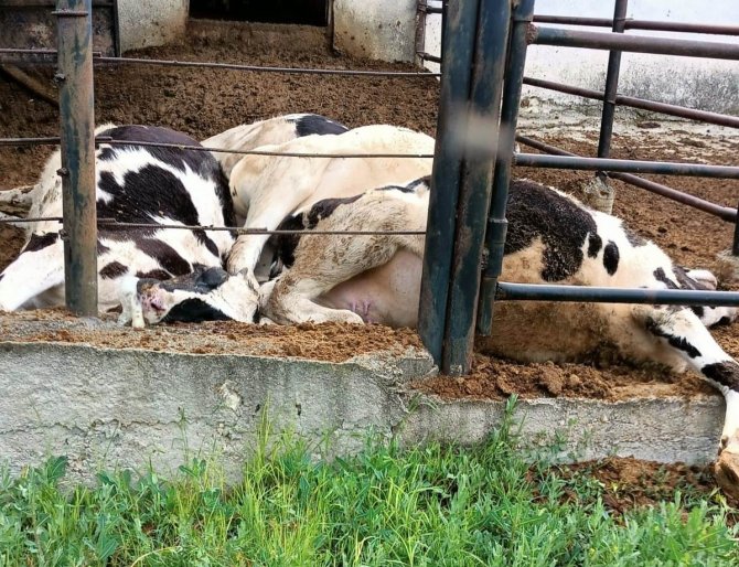 Ahıra yıldırım düşmesi sonucu 4 büyükbaş hayvan telef oldu