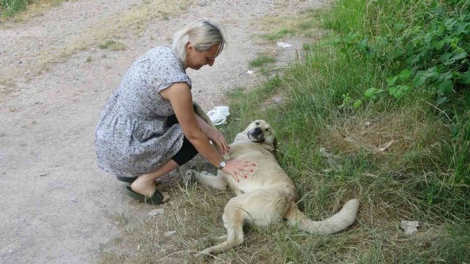 Köpeğe çarpıp yoluna devam etti, güvenlik kamerasına yakalandı