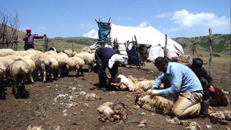 Muş'ta koyun kırkma zamanı