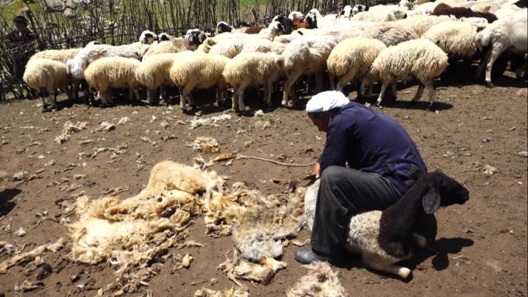 Muş'ta koyun kırkma zamanı