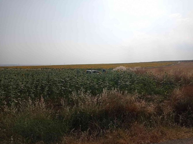 Otomobil ayçiçek tarlasına uçtu: 1 yaralı