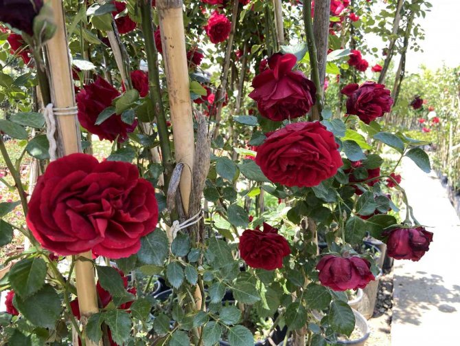 Pandemi dönemindeki bitkilere artan ilgi azaldı