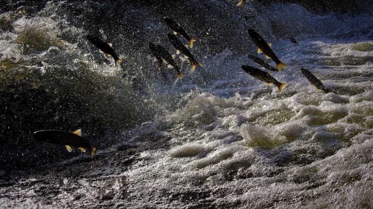 Pandemide ara verilen 'İnci Kefali Göçü Festivali' başladı