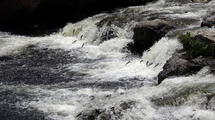 Pandemide ara verilen 'İnci Kefali Göçü Festivali' başladı