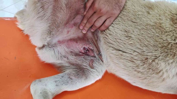 Cipiyle yolda yatan ‘Prenses’i böyle ezdi