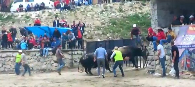Arenadan kaçan boğalar, seyircilerin arasına daldı