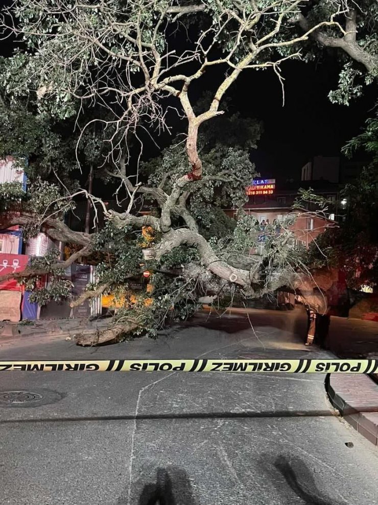 Asırlık ağaç yola devrildi