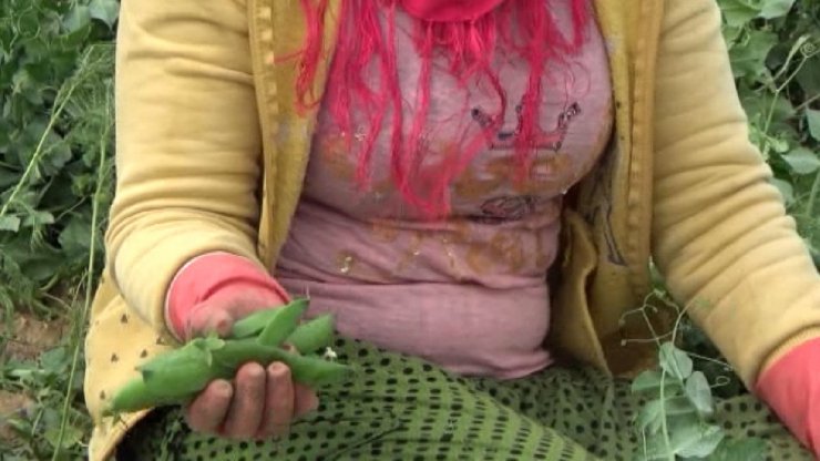 Çadırda yaşayan mevsimlik işçilerin çocukları okumak istiyor