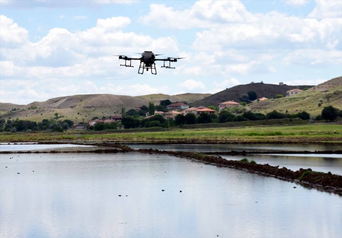 Dron ile çeltik ekim mesaisi başladı