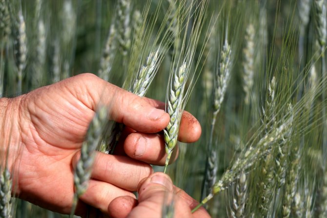 Buğday ve arpa alım fiyatları Konya Ovası'ndaki üreticileri sevindirdi