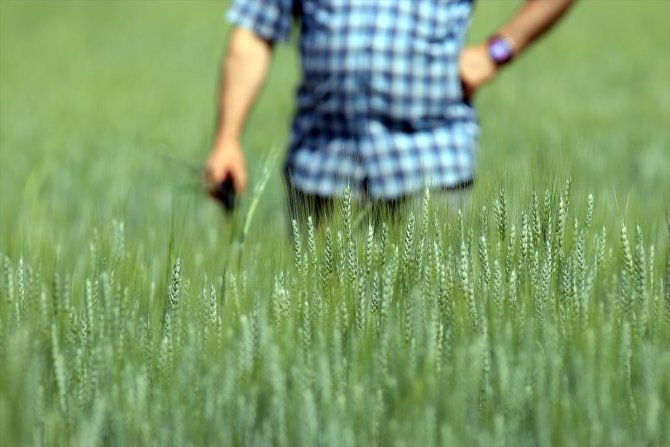 Buğday ve arpa alım fiyatları Konya Ovası'ndaki üreticileri sevindirdi