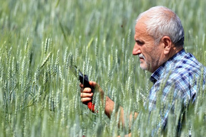 Buğday ve arpa alım fiyatları Konya Ovası'ndaki üreticileri sevindirdi